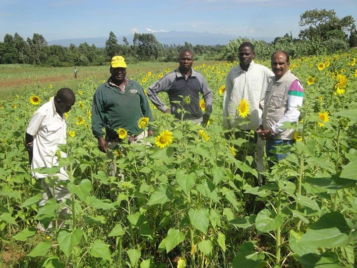Bidco looking for farmers to grow sunflower and soya beans Bidco looking for farmers to grow sunflower and soya beans